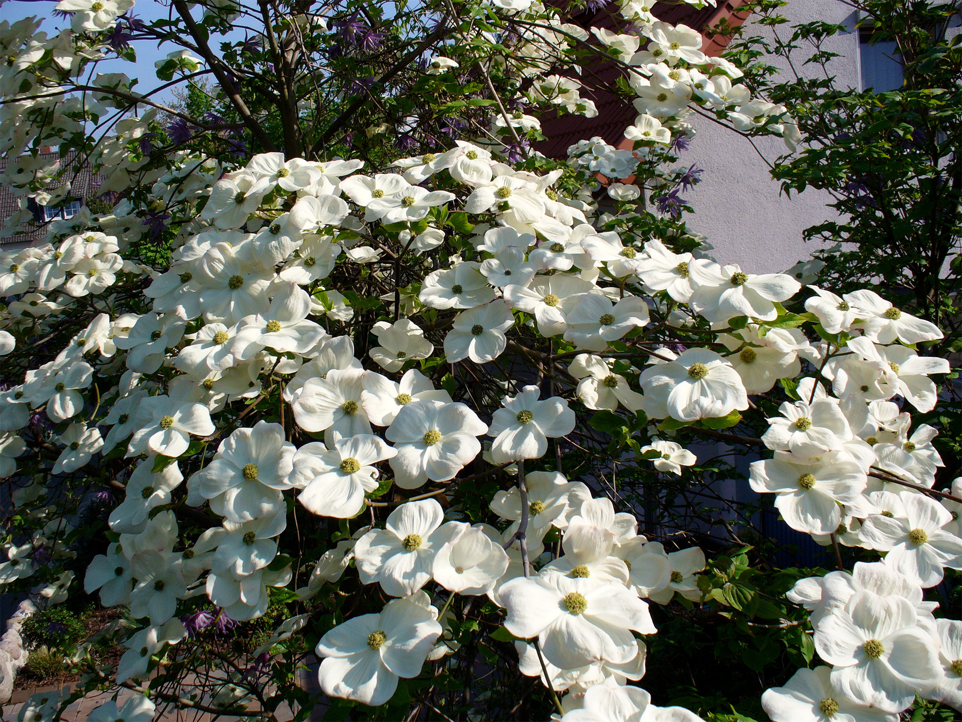 15.P1010437